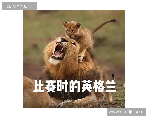 小猫足球明星背后的故事与成长历程揭秘